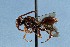  (Nomada parva - KONoProj_44)  @11 [ ] CC BY-NC-SA 3.43 (2021) Unspecified York University