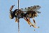  (Nomada placida - KONoProj_49)  @11 [ ] CC BY-NC-SA 3.48 (2021) Unspecified York University