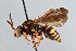  (Nomada tiftonensis - KONoProj_74)  @11 [ ] CC BY-NC-SA 3.0 (2021) Unspecified York University