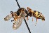  (Nomada electa - KONoProj_84)  @11 [ ] CC BY-NC-SA 3.0 (2021) Unspecified York University