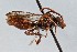  (Nomada florilega - KONoProj_94)  @11 [ ] CC BY-NC-SA 3.0 (2021) Unspecified York University