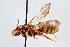  (Nomada graenicheri - KONoProj_97)  @11 [ ] CC BY-NC-SA 3.0 (2021) Unspecified York University