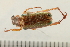  ( - 08OEC-081)  @13 [ ] CreativeCommons - Attribution (2008) Unspecified Centre for Biodiversity Genomics