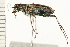 (Cicindela repanda - 08OEC-117)  @13 [ ] CreativeCommons - Attribution (2008) Unspecified Centre for Biodiversity Genomics