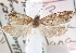  ( - BIOUG16764-B05)  @11 [ ] CreativeCommons - Attribution (2014) CBG Photography Group Centre for Biodiversity Genomics