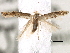  ( - BIOUG16764-H06)  @14 [ ] CreativeCommons - Attribution (2014) CBG Photography Group Centre for Biodiversity Genomics