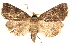  ( - BIOUG20646-C07)  @14 [ ] CreativeCommons - Attribution (2015) CBG Photography Group Centre for Biodiversity Genomics