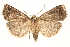 ( - BIOUG20646-C08)  @14 [ ] CreativeCommons - Attribution (2015) CBG Photography Group Centre for Biodiversity Genomics