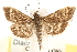  ( - BIOUG20646-D03)  @13 [ ] CreativeCommons - Attribution (2015) CBG Photography Group Centre for Biodiversity Genomics