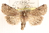  (Cerastis fishii - BIOUG20646-F04)  @15 [ ] CreativeCommons - Attribution (2015) CBG Photography Group Centre for Biodiversity Genomics