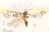  ( - BIOUG20646-F08)  @13 [ ] CreativeCommons - Attribution (2015) CBG Photography Group Centre for Biodiversity Genomics