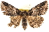  ( - BIOUG21233-A02)  @13 [ ] CreativeCommons - Attribution (2015) CBG Photography Group Centre for Biodiversity Genomics