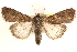  ( - BIOUG21233-D11)  @14 [ ] CreativeCommons - Attribution (2015) CBG Photography Group Centre for Biodiversity Genomics