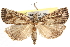  ( - BIOUG21233-E04)  @15 [ ] CreativeCommons - Attribution (2015) CBG Photography Group Centre for Biodiversity Genomics