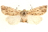  (Leucania amygdalina - BIOUG21233-E09)  @15 [ ] CreativeCommons - Attribution (2015) CBG Photography Group Centre for Biodiversity Genomics