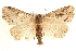  ( - BIOUG21233-E10)  @11 [ ] CreativeCommons - Attribution (2015) CBG Photography Group Centre for Biodiversity Genomics