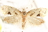  (Aethes angustana - BIOUG21233-H06)  @14 [ ] CreativeCommons - Attribution (2015) CBG Photography Group Centre for Biodiversity Genomics