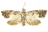  ( - BIOUG24422-A06)  @13 [ ] CreativeCommons - Attribution (2015) CBG Photography Group Centre for Biodiversity Genomics