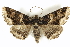  ( - BIOUG24422-A11)  @15 [ ] CreativeCommons - Attribution (2015) CBG Photography Group Centre for Biodiversity Genomics