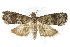  ( - BIOUG24422-F03)  @14 [ ] CreativeCommons - Attribution (2015) CBG Photography Group Centre for Biodiversity Genomics