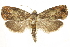  ( - BIOUG24422-F08)  @14 [ ] CreativeCommons - Attribution (2015) CBG Photography Group Centre for Biodiversity Genomics