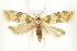  ( - BIOUG24422-F11)  @14 [ ] CreativeCommons - Attribution (2015) CBG Photography Group Centre for Biodiversity Genomics