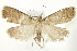  (Hypenodes fractilinea - BIOUG24422-G04)  @14 [ ] CreativeCommons - Attribution (2015) CBG Photography Group Centre for Biodiversity Genomics