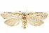  ( - BIOUG24422-G06)  @12 [ ] CreativeCommons - Attribution (2015) CBG Photography Group Centre for Biodiversity Genomics