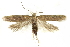  (Scrobipalpa acuminatella - BIOUG24423-D05)  @15 [ ] CreativeCommons - Attribution (2015) CBG Photography Group Centre for Biodiversity Genomics