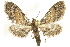  (Eupithecia cf. maestosa - BIOUG24423-E11)  @14 [ ] CreativeCommons - Attribution (2015) CBG Photography Group Centre for Biodiversity Genomics