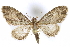  ( - BIOUG24423-F02)  @15 [ ] CreativeCommons - Attribution (2015) CBG Photography Group Centre for Biodiversity Genomics