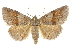  (Zale submediana - BIOUG24423-G02)  @14 [ ] CreativeCommons - Attribution (2015) CBG Photography Group Centre for Biodiversity Genomics
