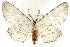  (Stenoporpia polygrammaria - BIOUG24423-H01)  @15 [ ] CreativeCommons - Attribution (2015) CBG Photography Group Centre for Biodiversity Genomics