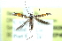  ( - BIOUG25029-A10)  @13 [ ] CreativeCommons - Attribution (2016) CBG Photography Group Centre for Biodiversity Genomics