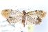 ( - BIOUG30799-A02)  @14 [ ] CreativeCommons - Attribution (2016) CBG Photography Group Centre for Biodiversity Genomics