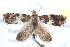  ( - BIOUG30799-A04)  @13 [ ] CreativeCommons - Attribution (2016) CBG Photography Group Centre for Biodiversity Genomics