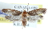  ( - BIOUG30799-F02)  @14 [ ] CreativeCommons - Attribution (2016) CBG Photography Group Centre for Biodiversity Genomics