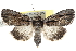  (Sympistis tenuistriga - BIOUG30799-G02)  @15 [ ] CreativeCommons - Attribution (2016) CBG Photography Group Centre for Biodiversity Genomics