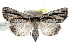  (Sympistis badistriga - BIOUG30799-G03)  @14 [ ] CreativeCommons - Attribution (2016) CBG Photography Group Centre for Biodiversity Genomics
