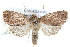  (Pseudorthodes vecors - BIOUG30799-G12)  @15 [ ] CreativeCommons - Attribution (2016) CBG Photography Group Centre for Biodiversity Genomics