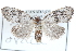  ( - BIOUG30799-H01)  @11 [ ] CreativeCommons - Attribution (2016) CBG Photography Group Centre for Biodiversity Genomics