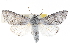  ( - BIOUG30799-H06)  @14 [ ] CreativeCommons - Attribution (2016) CBG Photography Group Centre for Biodiversity Genomics
