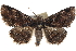  (Zale minerea - BIOUG30799-H10)  @15 [ ] CreativeCommons - Attribution (2016) CBG Photography Group Centre for Biodiversity Genomics