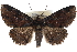  ( - BIOUG30799-H11)  @15 [ ] CreativeCommons - Attribution (2016) CBG Photography Group Centre for Biodiversity Genomics