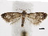  ( - BIOUG34129-A10)  @13 [ ] CreativeCommons - Attribution (2018) CBG Photography Group Centre for Biodiversity Genomics