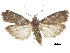  ( - BIOUG34129-C11)  @14 [ ] CreativeCommons - Attribution (2018) CBG Photography Group Centre for Biodiversity Genomics
