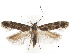  ( - BIOUG34129-D08)  @13 [ ] CreativeCommons - Attribution (2018) CBG Photography Group Centre for Biodiversity Genomics
