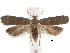  ( - BIOUG34129-E01)  @11 [ ] CreativeCommons - Attribution (2018) CBG Photography Group Centre for Biodiversity Genomics