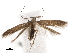  ( - BIOUG34129-E02)  @11 [ ] CreativeCommons - Attribution (2018) CBG Photography Group Centre for Biodiversity Genomics