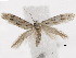  (Diachorisia - BIOUG34129-F03)  @14 [ ] CreativeCommons - Attribution (2018) CBG Photography Group Centre for Biodiversity Genomics